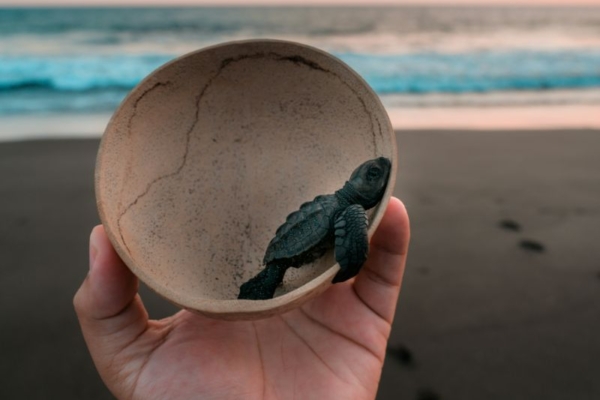 arturo-rivera-0ANjak7w4IQ-unsplash (1) arturo-rivera-0ANjak7w4IQ-unsplash (1)