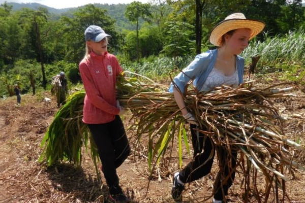 cutting grass 4 (1) cutting grass 4 (1)
