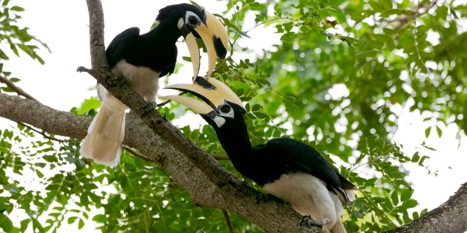 Two hornbills perched on a tree branch in a tropical forest.